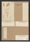 Homoeocladia martiana var. div. Ag. (de-Toni-Nr.: Genus 48, Species 2182) Zeichnungen Sammlung Grunow Nr. 4577 (NHMW-BOT-W0372586)
